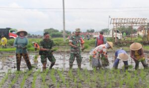 Kodim Klaten Tanam Padi Di Tambongwetan
