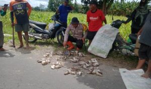 Polres Klaten Dan Warga Gedaren Bersinergi 190 Tikus Dibasmi
