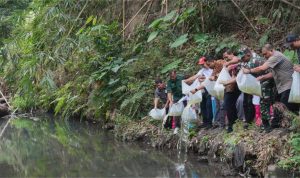 Msw Bupati Tebar ribuan benih ikan.